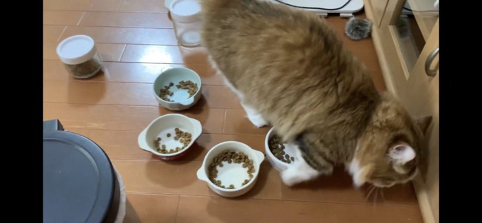 ついでにご飯も砂かけ