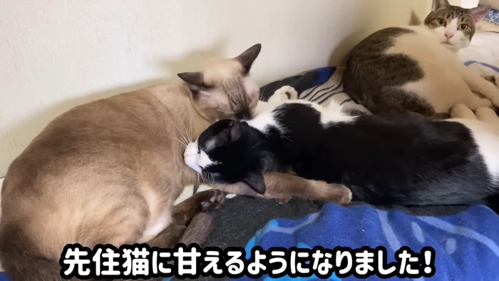 子猫をなめる猫