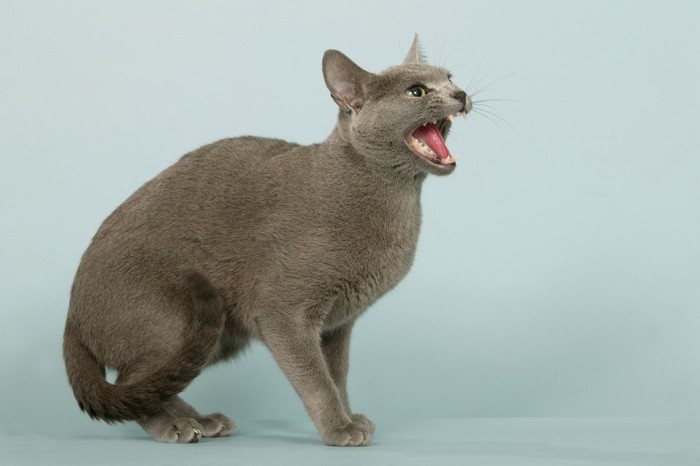 怒る猫
