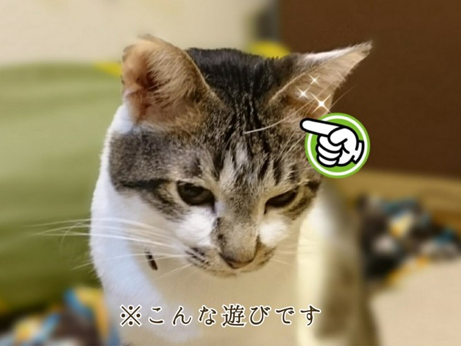 おでこからヒゲの生えた猫