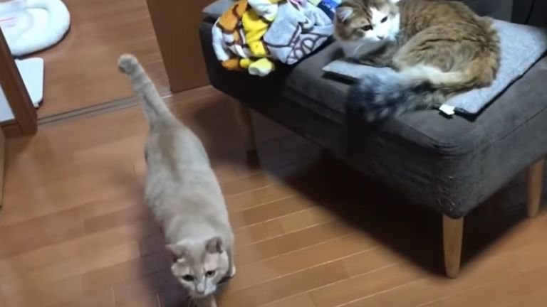 室内にいる猫たち