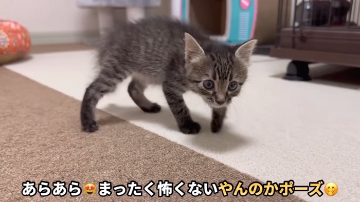 やんのかポーズのウリちゃん