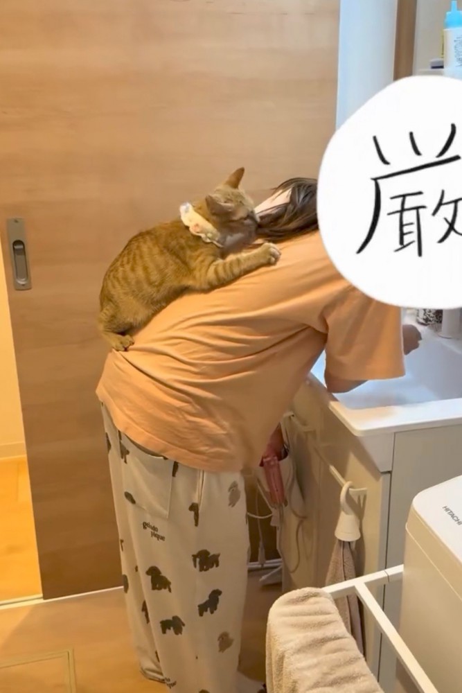 ママの背中に乗る猫