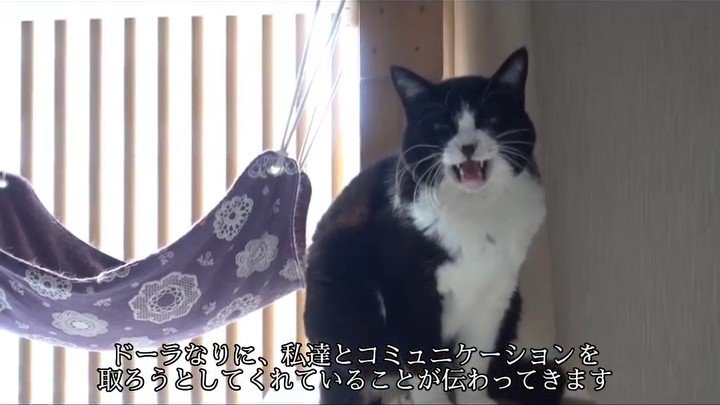 鳴いている猫