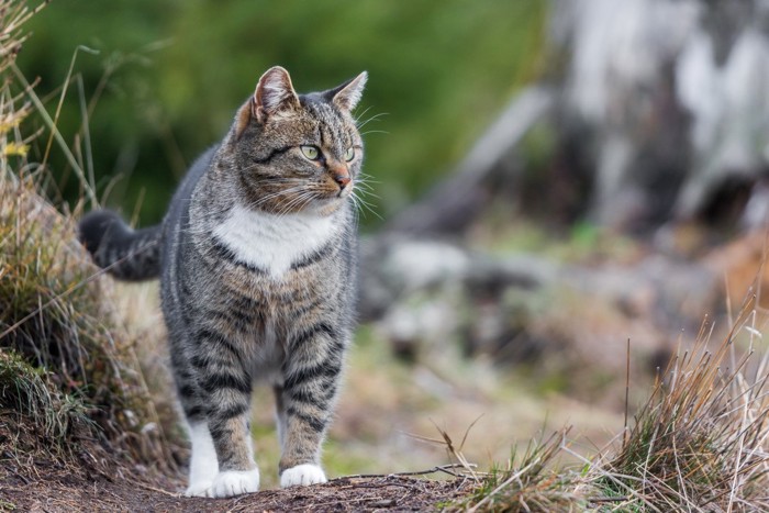 外を歩く猫