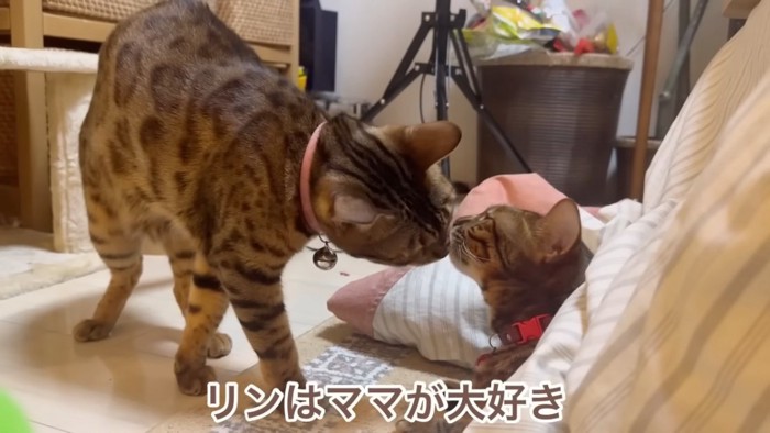 鼻と鼻を合わせる猫