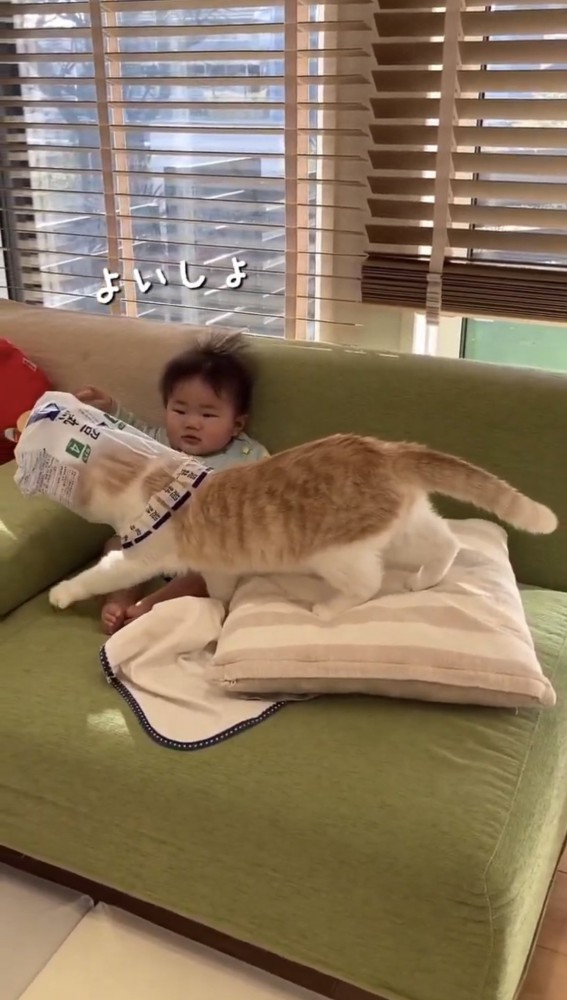 子供のそばにいる猫%％赤ちゃんをきちんと避けて歩けます