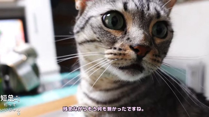 猫の顔