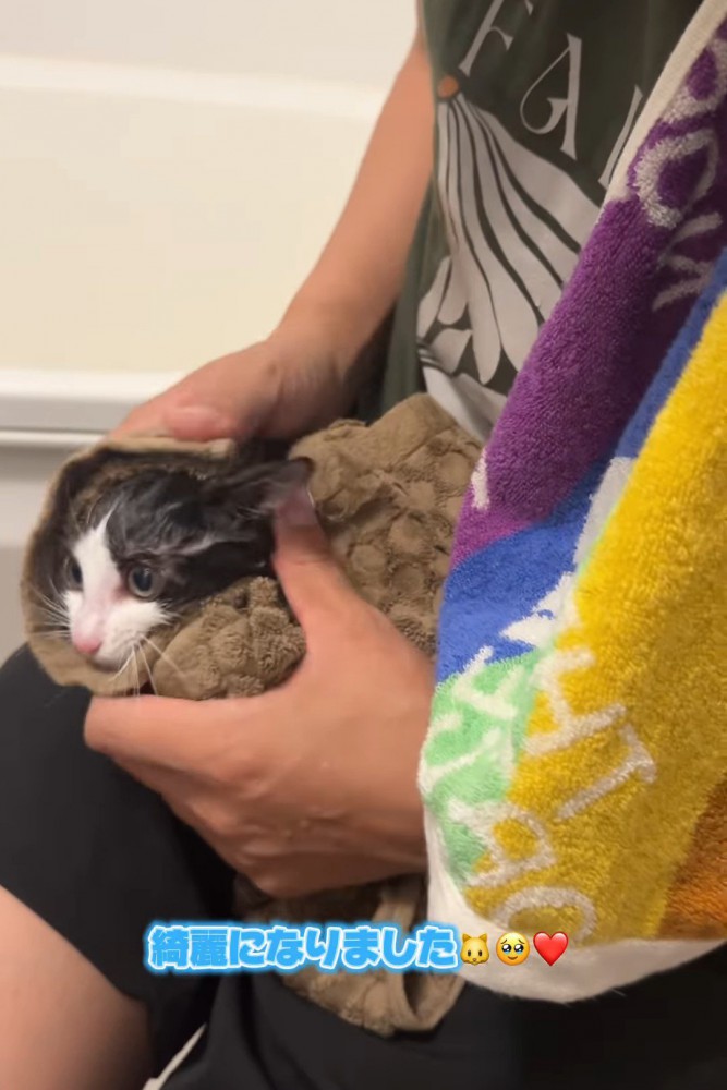 タオルで包まれる子猫