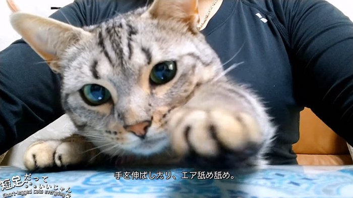 前足を伸ばす猫