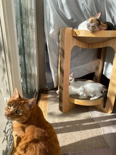 3匹の猫