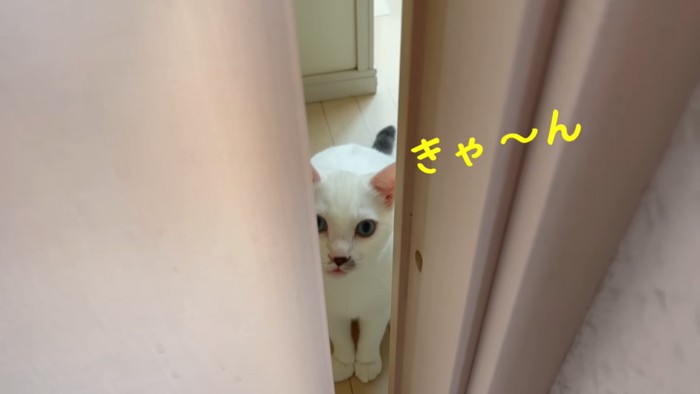 隙間から見ている猫