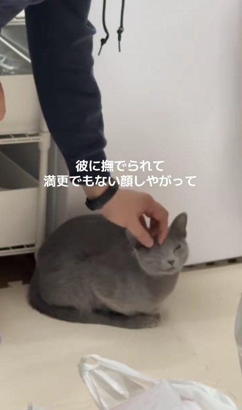 頭を撫でられている香箱座りした猫