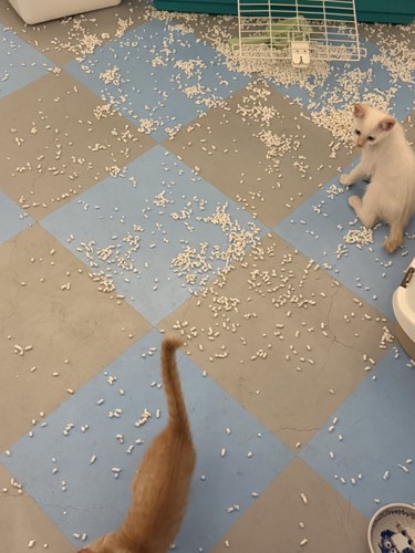 去っていく子猫を見つめる白い子猫