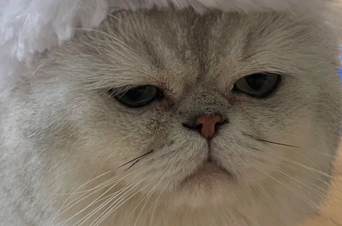 どんよりした表情の猫