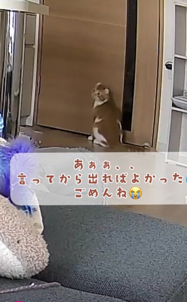 ドアの前で座る猫