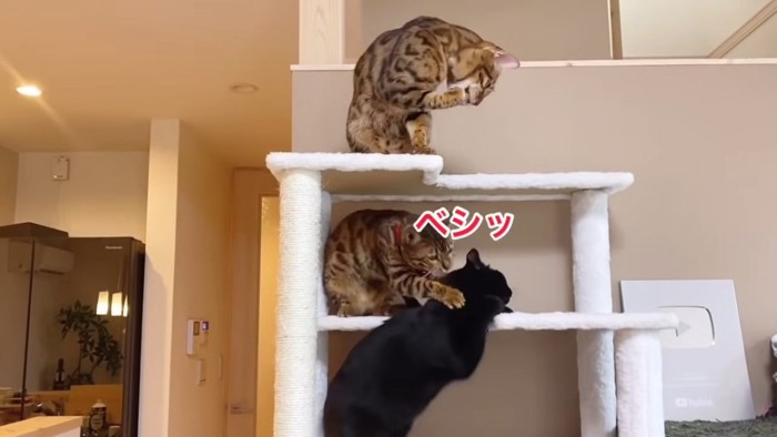 黒猫を叩く猫