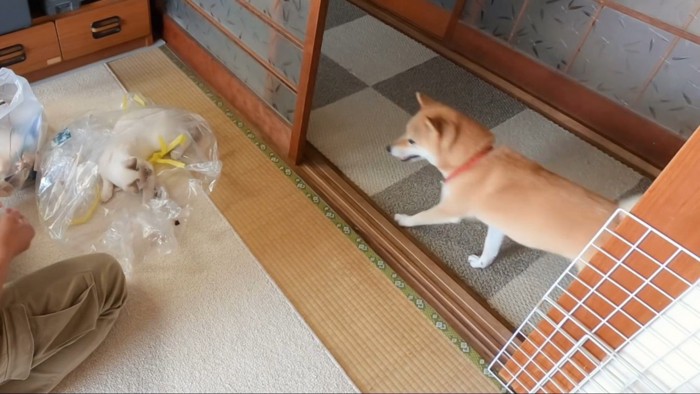 部屋の中に入ろうとする犬