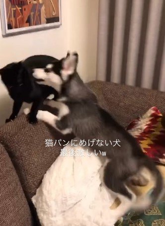 猫を攻める犬