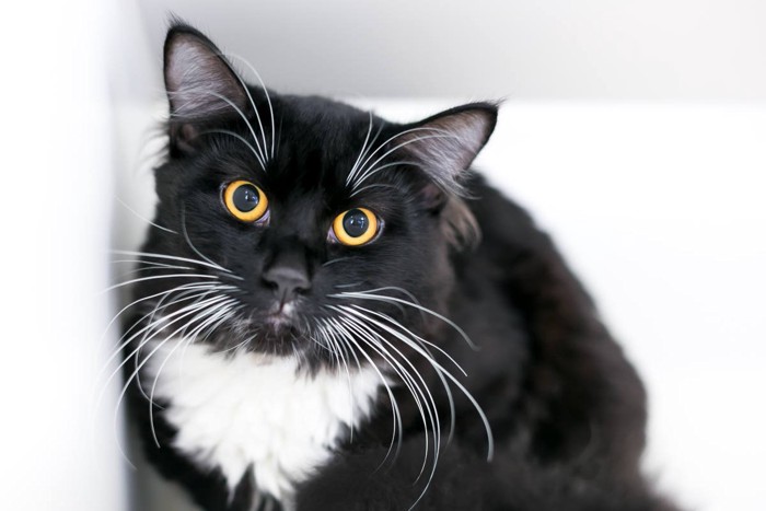 瞳孔が開いた猫