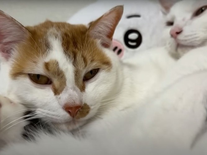 気にせず枕にされ続ける猫