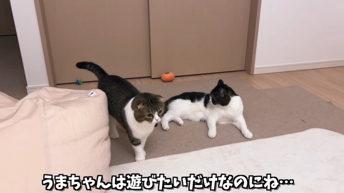 立っている猫と寝そべる猫