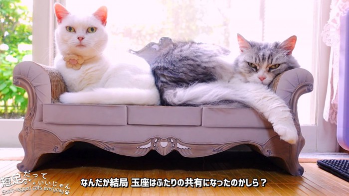 ソファーに並んで座る長毛猫と白猫