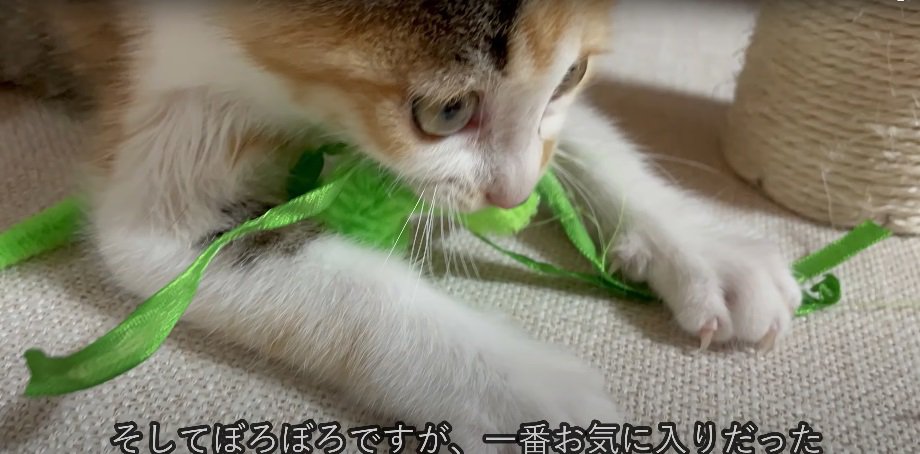 おもちゃで遊ぶ子猫