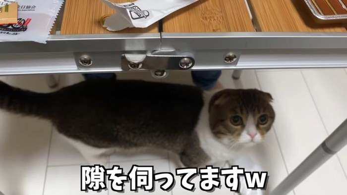 テーブルの下にいる猫