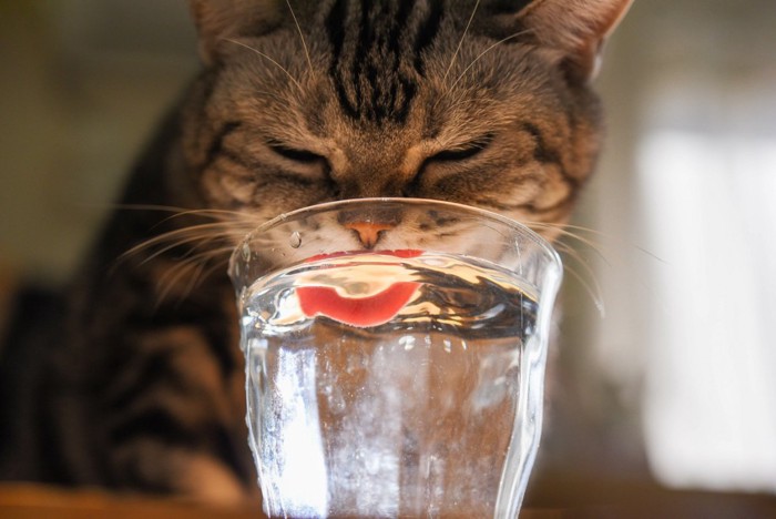 水を飲む猫