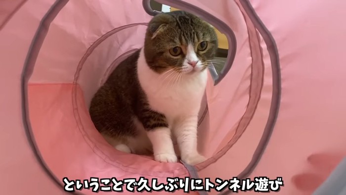 トンネルの中にいる猫