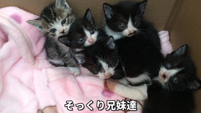 見上げる5匹の子猫