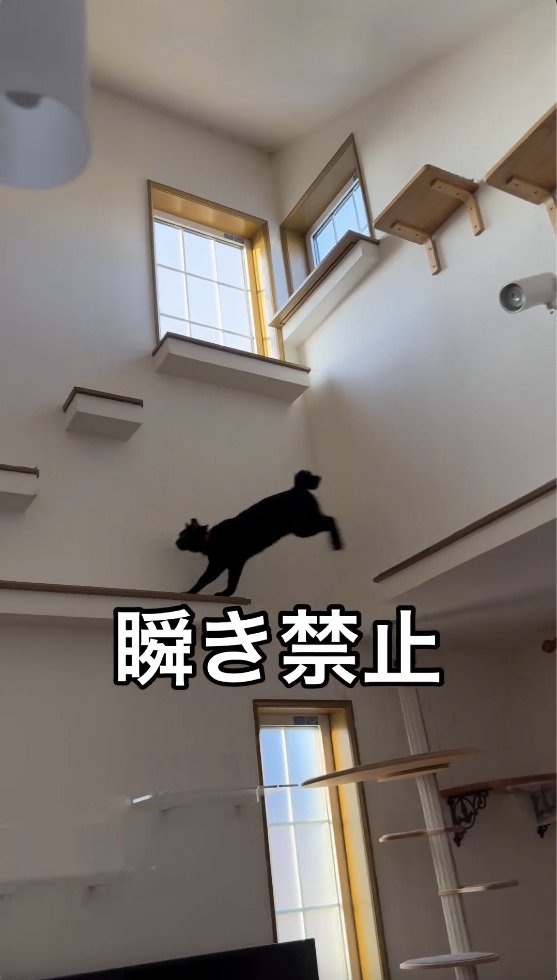 部屋の高い場所をジャンプで移動する猫