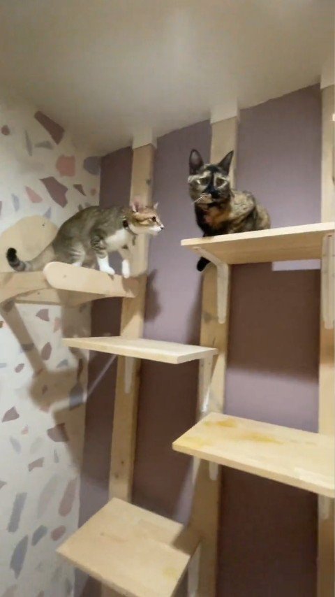 高いところにいる猫たち