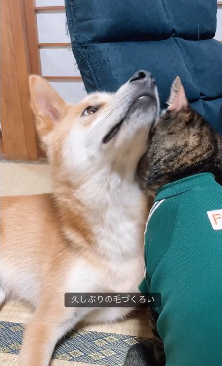 犬と猫