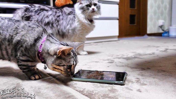 スマホに鼻を近づける猫