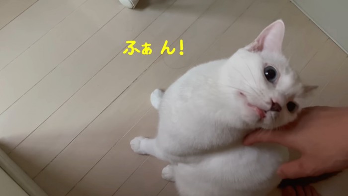 座って上を見る猫