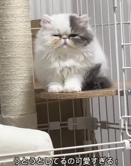 ケージ内のステップに座り目を細める猫