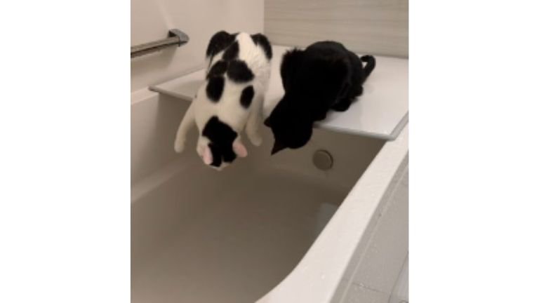 お風呂にいる猫たち