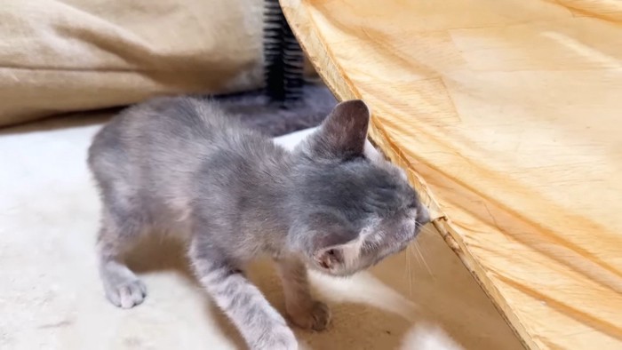 クンクンするリロちゃん