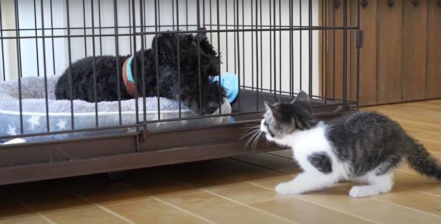 ケージの中の犬と子猫