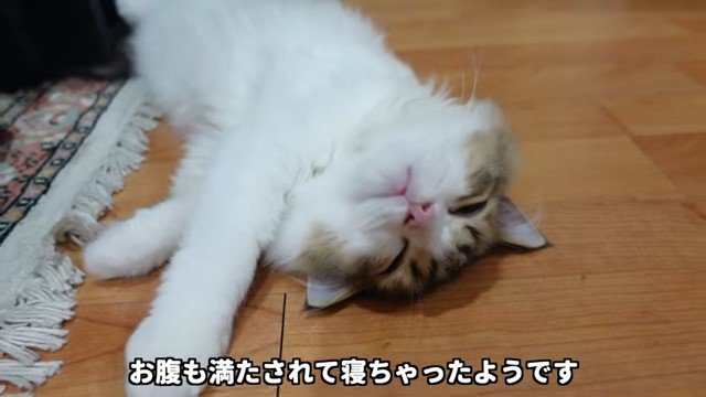 仰向けで寝ている子猫