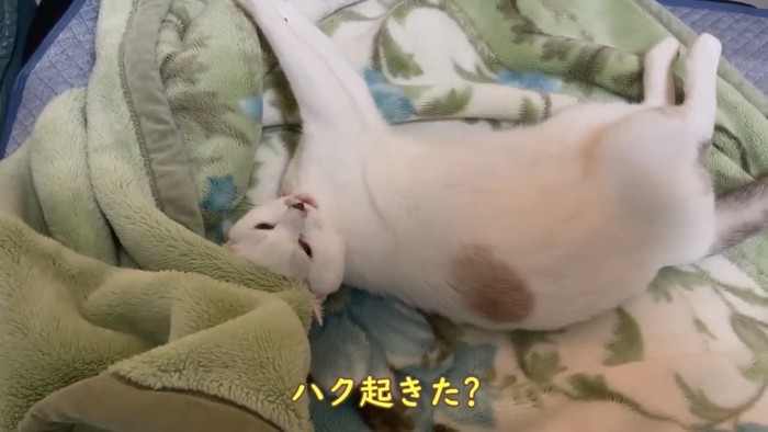 撫でられる猫