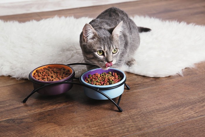 フードを食べる猫
