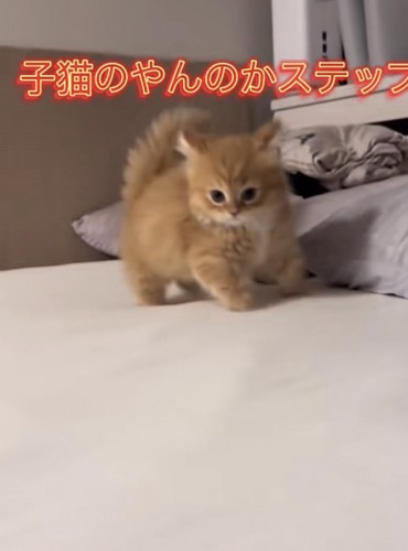 「子猫のやんのかステップ」のテロップ写真1