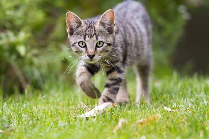 片手を上げてこちらに向かって歩く猫