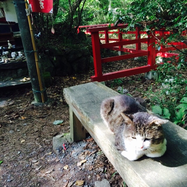 猫神社の猫