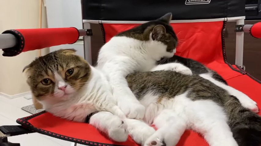 正面を向く猫と毛づくろいをする猫