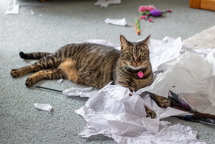 ティッシュをちぎりまくった猫