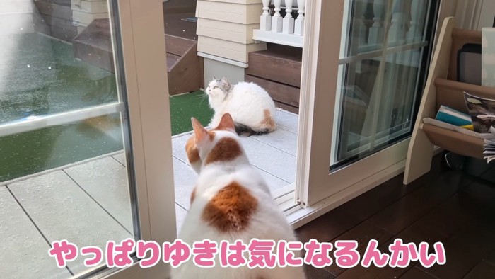 二匹の猫